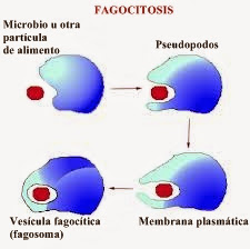 Que son los leucocitos y su funcion